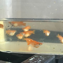 メダカ　皇帝ダルマの画像