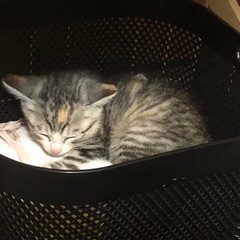 生後2か月くらい