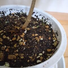 マルベリー　桑の木　苗木　高さ約53cm の画像