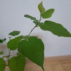 マルベリー　桑の木　苗木　高さ約53cm の画像