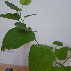 マルベリー　桑の木　苗木　高さ約53cm の画像
