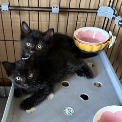 かわいい黒猫ちゃん　生後〜2ヶ月