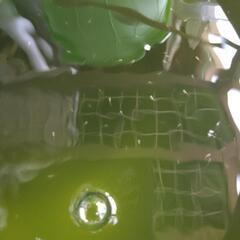 ☆稚メダカ 20匹程どうぞ☆の画像