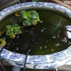 ☆稚メダカ 20匹程どうぞ☆の画像