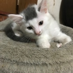 野良猫が4匹子猫を産みました。里親を探してます。