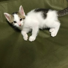 野良猫が子猫を産みました。里親を探してます。