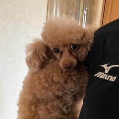大人しい男の子