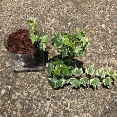 アイビー　観葉植物
　