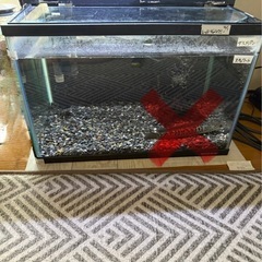 45センチ水槽とスネークヘッドです。 