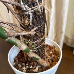 モンステラ　トップカット　取り木　観葉植物　モスポール  の画像