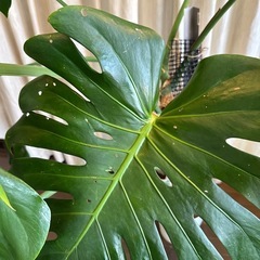 モンステラ　トップカット　取り木　観葉植物　モスポール  の画像