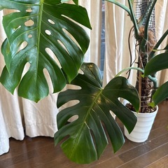 モンステラ　トップカット　取り木　観葉植物　モスポール  の画像