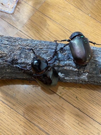 【売り切れ】コーカサスオオカブト ペア