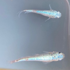 【Tida】ネプチューン　ペアの画像
