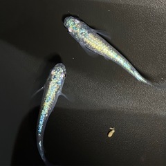 【Tida】ネプチューン　ペアの画像