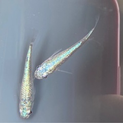 【Tida】ネプチューン　ペアの画像
