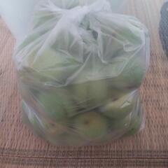 【決まりました】梅の画像