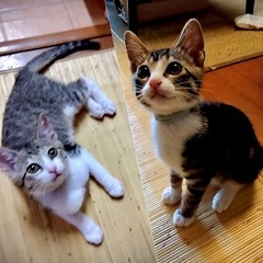 くりそつでおメメまん丸可愛い兄妹🐱🐱クニくん&ねねちゃん