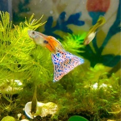 熱帯魚グッピー　鑑賞魚グッピーレッドクラス　5匹オス 水槽なし生体のみの画像