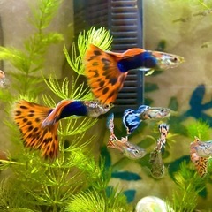 熱帯魚グッピー　鑑賞魚グッピーレッドクラス　5匹オス 水槽なし生体のみの画像