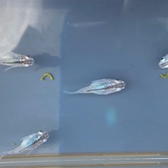 【Tida】深海ダルマ　ペア＋雌2の画像
