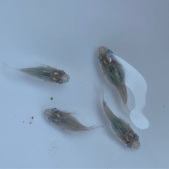 【Tida】深海ダルマ　ペア＋雌2の画像