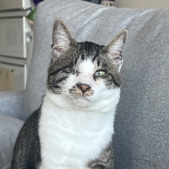 Cat in need of good home! His…