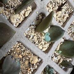 食虫植物　ハオルチア　エケベリア　子株　葉刺しの画像