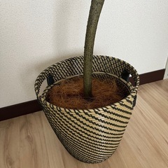 ウンベラータ150cm フェイクグリーンの画像