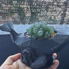 食虫植物　ハオルチア　エケベリア　子株　葉刺しの画像