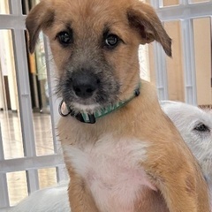 💕💕里親緊急募集(約3ヶ月の子犬)💕💕