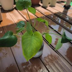 水耕栽培モンステラ