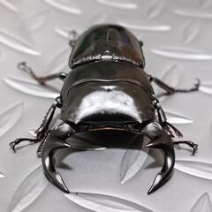 昆虫くじ7月20日の画像