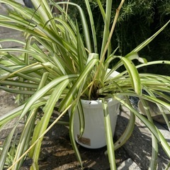 オリツルラン　ガーデニング　植物