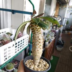ウィンゾリーバロニーの画像