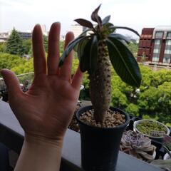 ウィンゾリーバロニーの画像