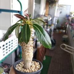 ウィンゾリーバロニーの画像