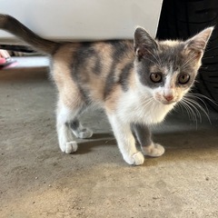 珍しいパステルカラーの三毛⭐︎生後2ヶ月位の保護猫メスで眉…