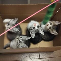 生後2ヶ月　4兄弟