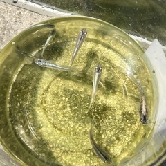 ブルースターダスト　めだか　有精卵の画像