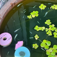 ブルースターダスト　めだか　有精卵