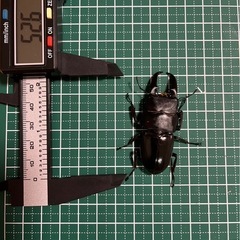 ヒラタクワガタペア①
