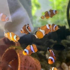カクレクマノミ