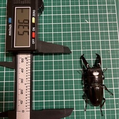 ツシマヒラタペアの画像