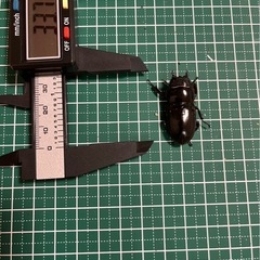 ツシマヒラタペアの画像