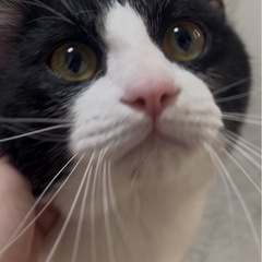 人懐っこい猫ちゃん