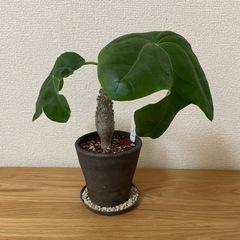 サンゴアブラキリ　塊根植物