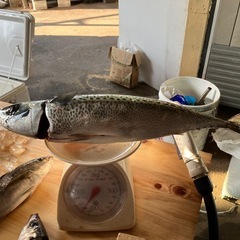 釣り友募集！ - 鹿児島市