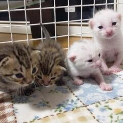 6月1日生まれ子猫　里親さん募集