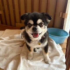 可愛がって頂ける方に譲ります。